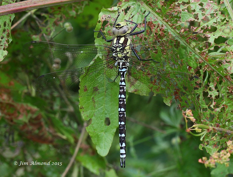 sbgallery Southern Hawker male rare form  with all blue marking Stevenshill 22 7 15 IMG_1343.jpg